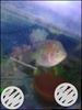 Flowerhorn kml a-1 fish good quality 2 pice